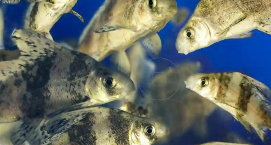 CTG at forefront of wildlife conservation - aquatic species