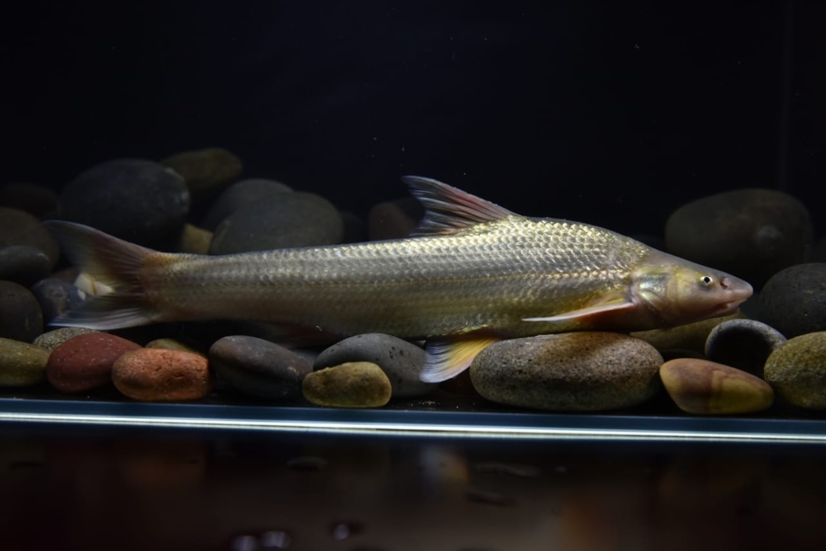 CTG reintroduces over 700,000 Coreius guichenoti into Jinsha River