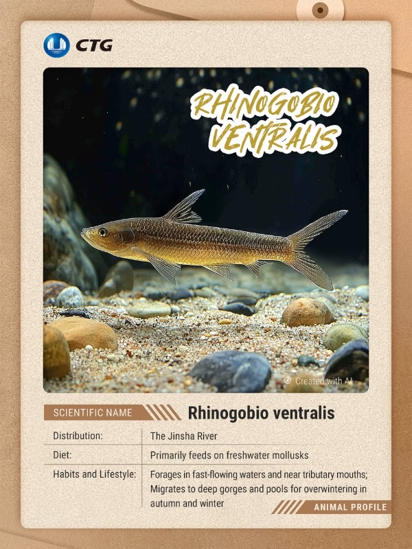 CTG releases over 26.5 mln rare, endemic fish into Yangtze River as conservation efforts advance