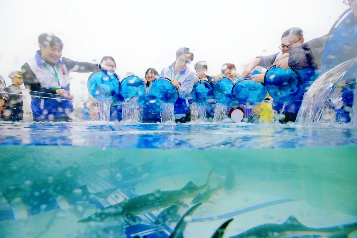 Over 220,000 second-generation captive-bred Chinese sturgeons released into the Yangtze River