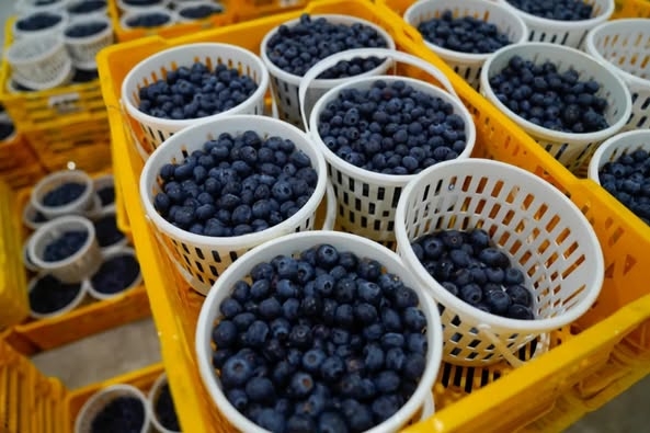 Three Gorges Seed Fund sows growth, boosts livelihoods in resettled communities