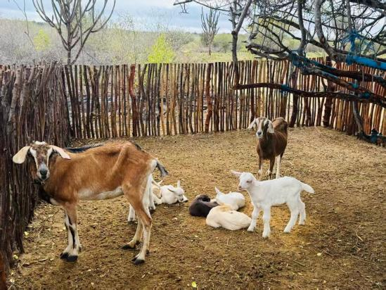 CTG's Palmeira Wind Project brings clean energy and new opportunities to Brazilian communities