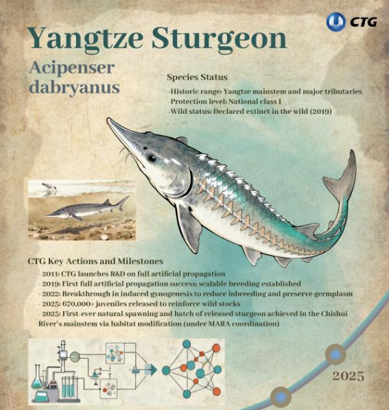 CTG drives Yangtze sturgeon comeback: from artificial propagation to natural spawning