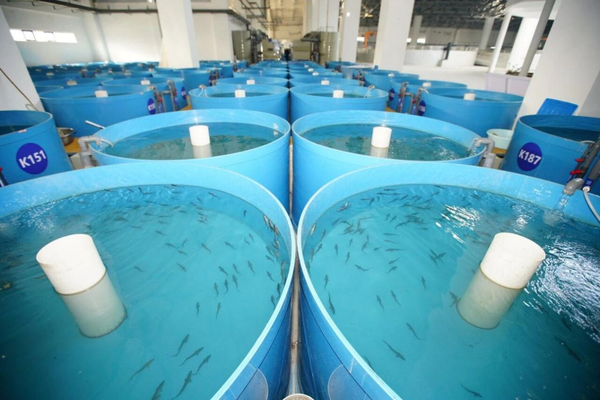 Breakthrough in species preservation: Third-generation Chinese sturgeon reach release size