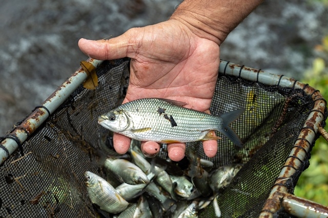 CTG Brasil releases 130,000 native fish at Salto Grande Hydropower Plant