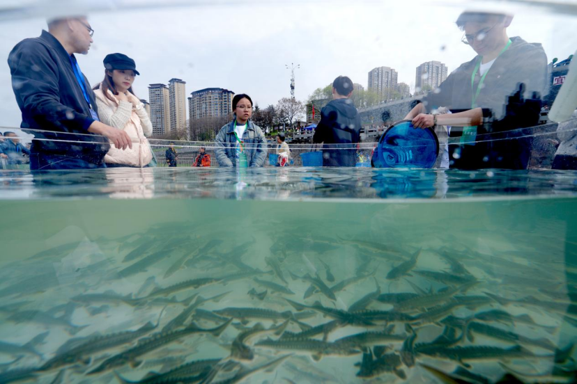 50,000 Chinese sturgeons returning to the wild