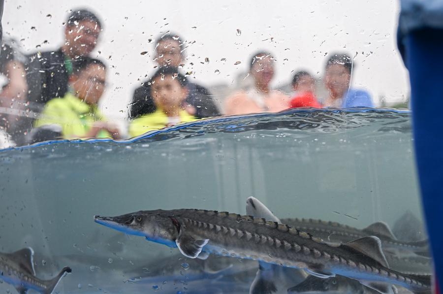 About 550,000 Chinese sturgeon released into wild
