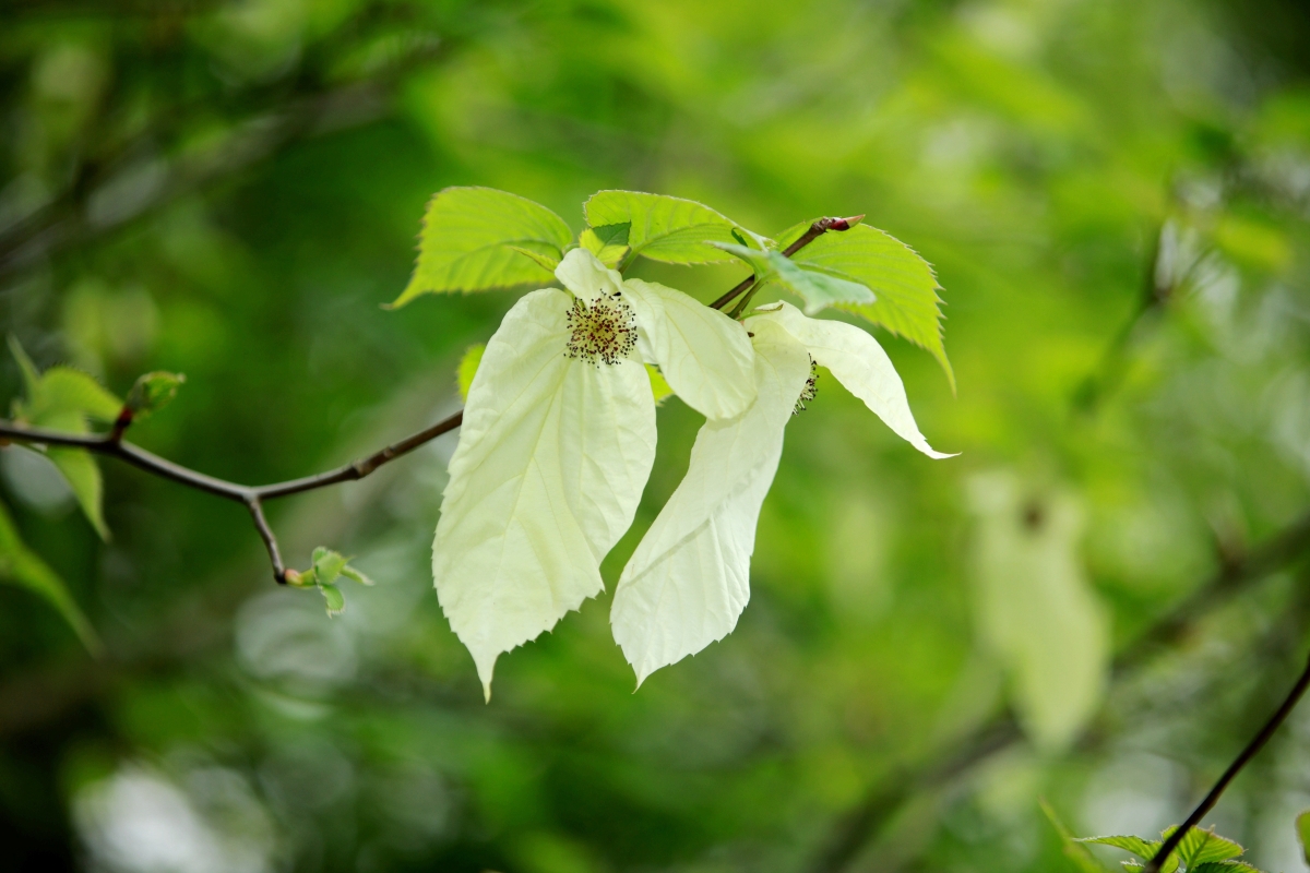 Dove tree conservation reaches a new milestone