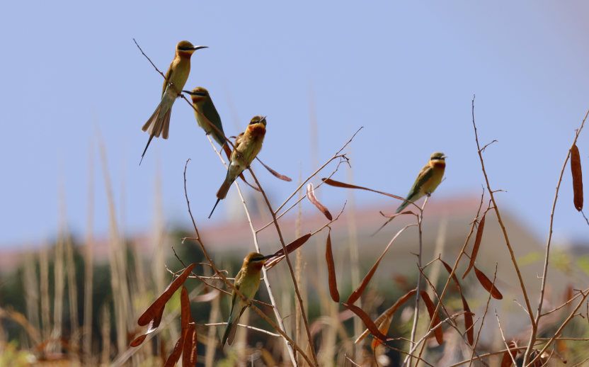 Blue-tailed Bee-eaters arrive along the Jinsha River