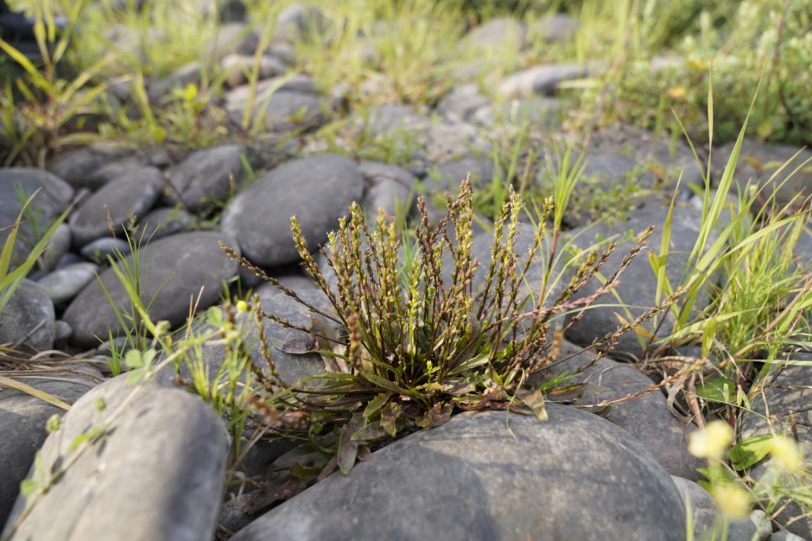 New wild populations of Plantago fengdouensis discovered in Sichuan province and Chongqing