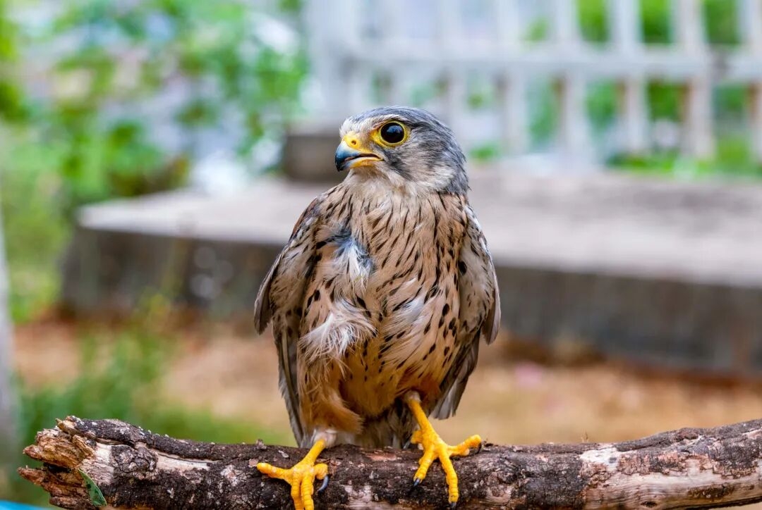 Rare wildlife in the Yangtze River basin
