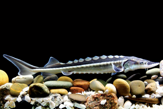 CTG completes 2026 Yangtze sturgeon breeding program