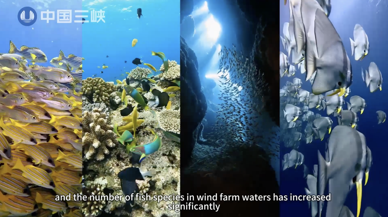 China's biodiversity conservation in practice