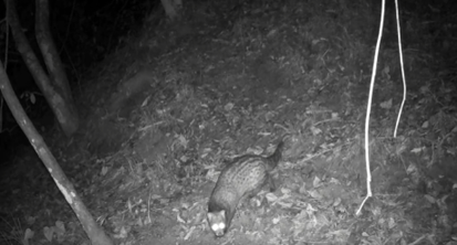 Rare small Indian civet spotted again in Xiangjiaba Reservoir area