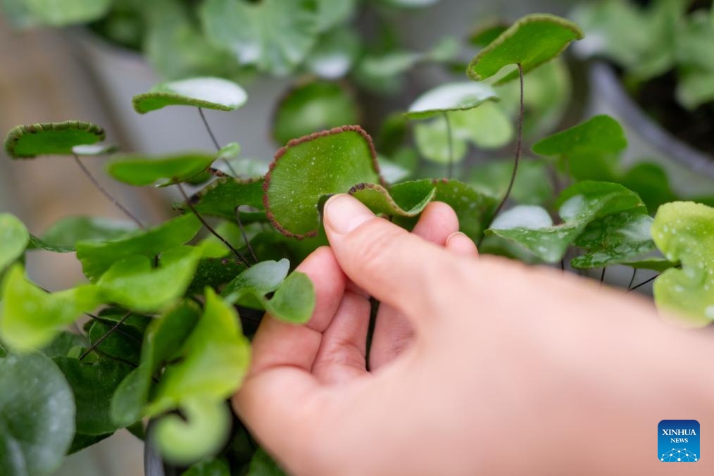 Rare plant research institute in Yichang safeguards Yangtze River biodiversity