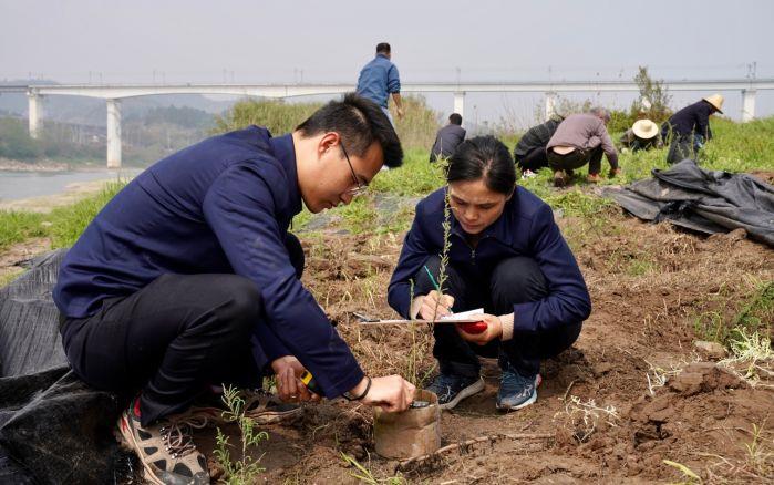 工作人员在宜昌胭脂坝移栽人工繁育成功的疏花水柏枝 摄影:陈旋(1) 工作人员在宜昌胭脂坝移栽人工繁育成功的疏花水柏枝 摄影:陈旋(1)