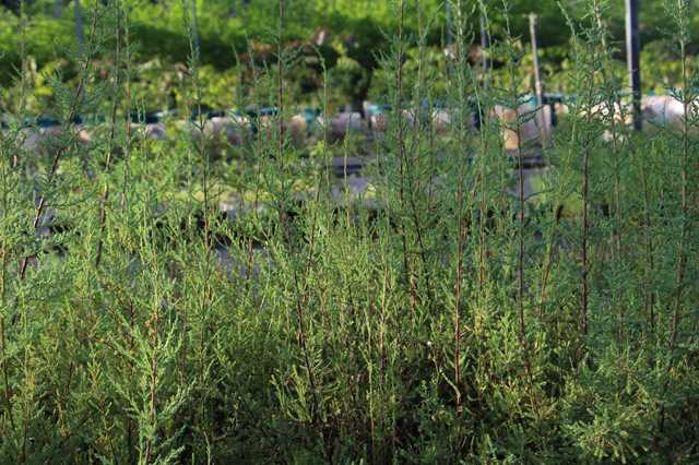长江珍稀植物研究所里繁育的疏花水柏枝(1)