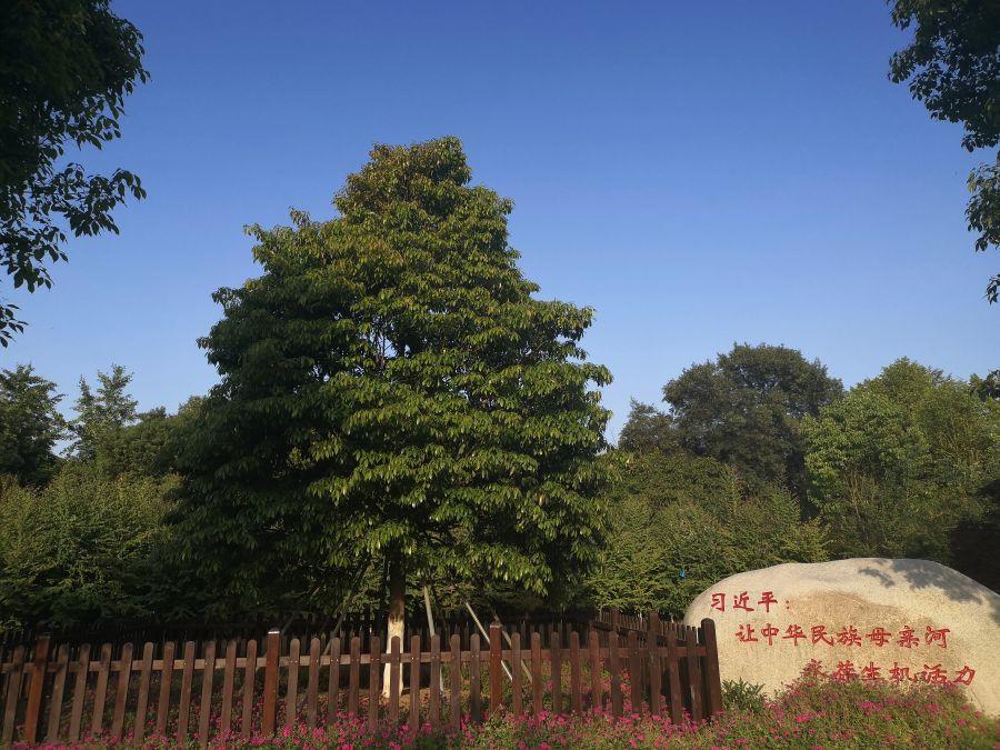 发展历程9-习近平总书记2018年4月24日视察三峡工程时在植物所185平台科研示范区内栽下的楠木(1)