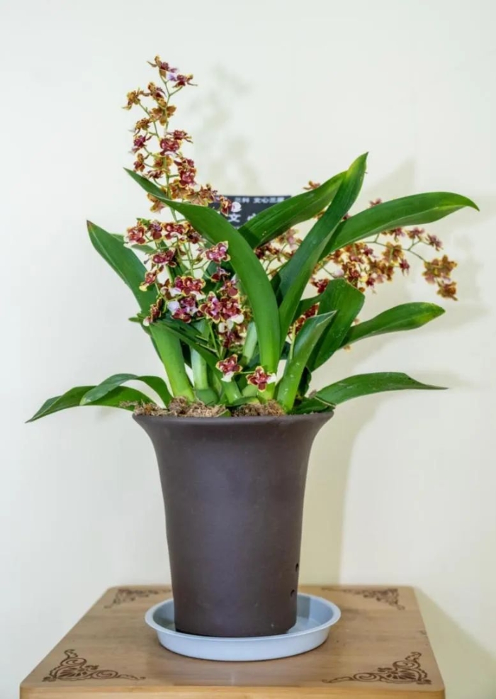 花4