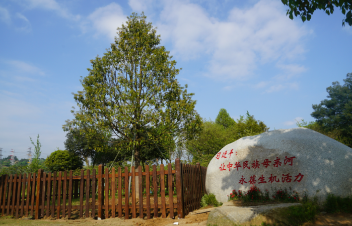 楠香迎春至 花开满峡江